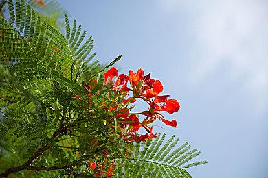 《宝可梦：朱＆紫》“传奇坐骑”预告 11月18日发售